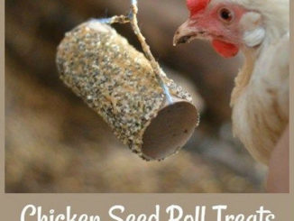 DIY Chicken Seed Roll Treats