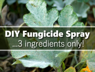 DIY Fungicide Spray