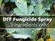 DIY Fungicide Spray