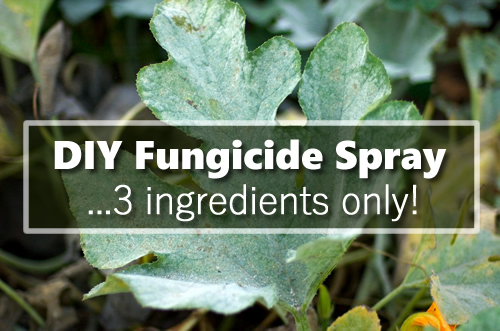 DIY Fungicide Spray