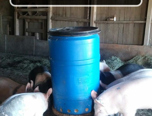 DIY Tire & Barrel Pig Feeder