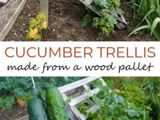 DIY Wood Pallet Cucumber Trellis