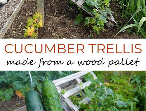DIY Wood Pallet Cucumber Trellis