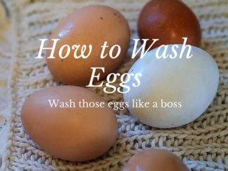 How To Wash Eggs