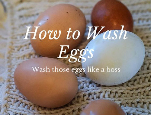 How To Wash Eggs