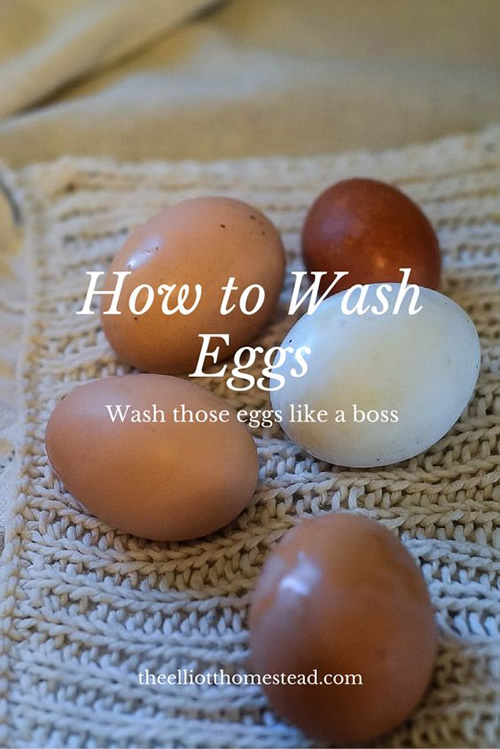 How To Wash Eggs