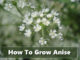 How To Grow Anise