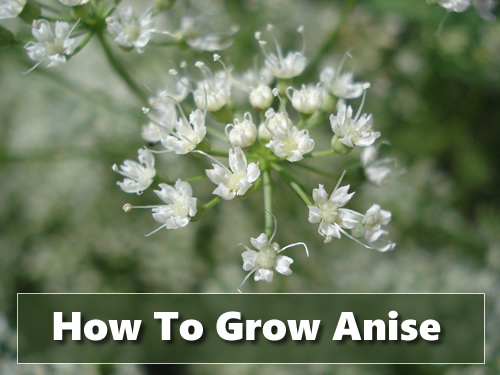 How To Grow Anise