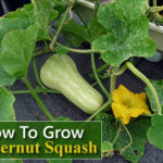 How To Grow Butternut Squash