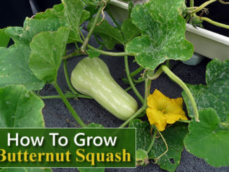 How To Grow Butternut Squash
