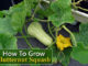 How To Grow Butternut Squash
