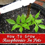 How To Grow Raspberries In Pots