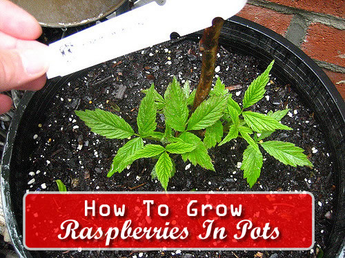 How To Grow Raspberries In Pots