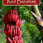 How To Grow Red Bananas