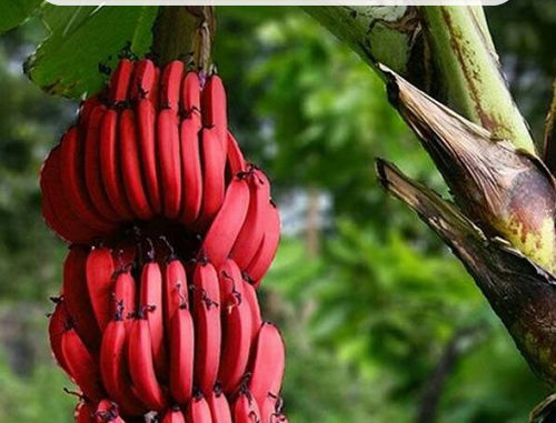 How To Grow Red Bananas