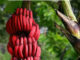 How To Grow Red Bananas