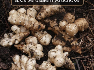How To Grow Sunchokes