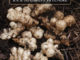 How To Grow Sunchokes