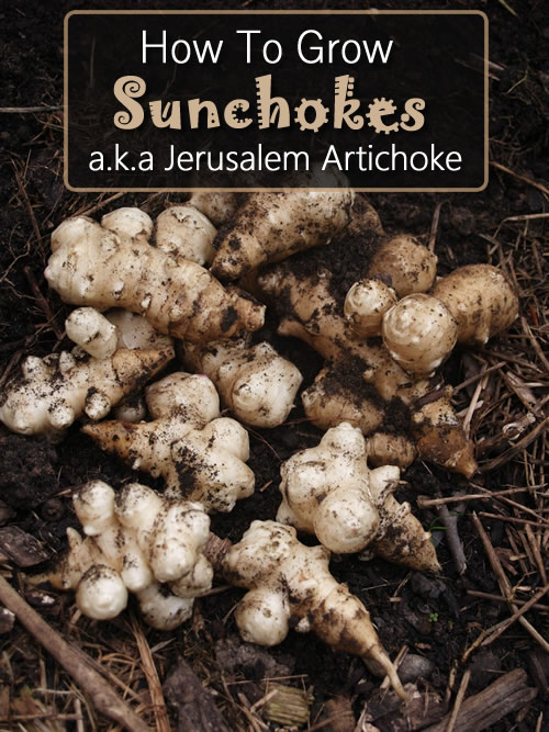 How To Grow Sunchokes
