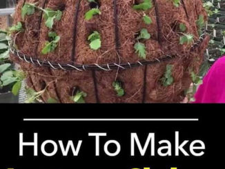 How To Make Lettuce Globes