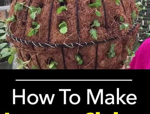 How To Make Lettuce Globes