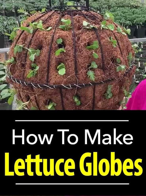 How To Make Lettuce Globes