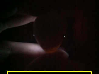 DIY Chicken Egg Candler