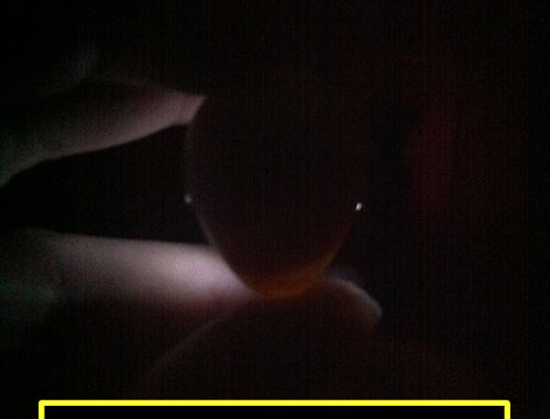 DIY Chicken Egg Candler