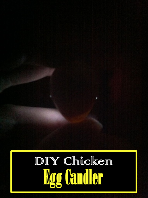 DIY Chicken Egg Candler