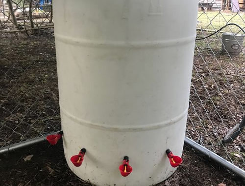 DIY Watering Cup Chicken Waterer