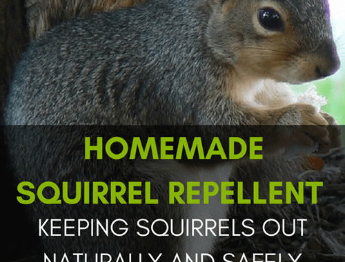Homemade Squirrel Repellent Spray