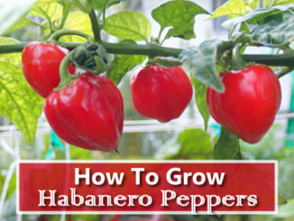 How To Grow Habanero Peppers
