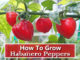 How To Grow Habanero Peppers