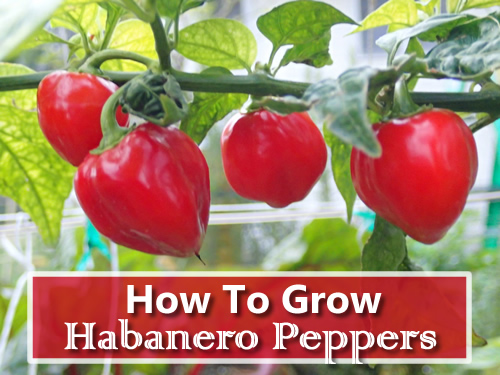 How To Grow Habanero Peppers