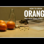 How To Grow Oranges From Seed