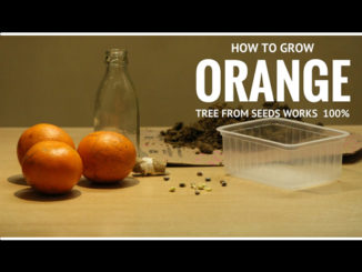 How To Grow Oranges From Seed