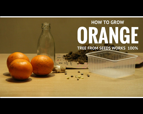 How To Grow Oranges From Seed