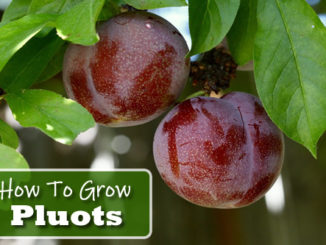 How To Grow Pluots