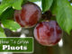 How To Grow Pluots