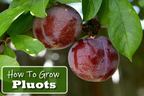 How To Grow Pluots