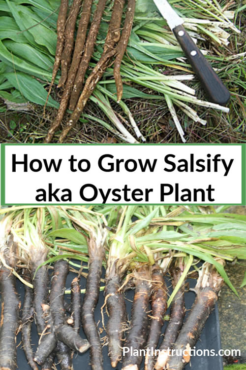 How To Grow Salsify