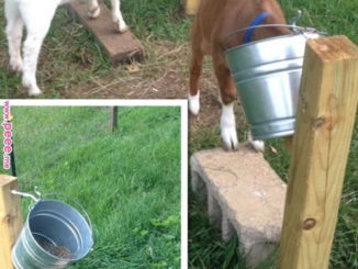 DIY Goat Feeding Stand