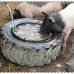 DIY Pig Watering Bowl