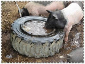 DIY Pig Watering Bowl