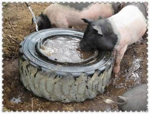 DIY Pig Watering Bowl