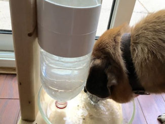 DIY Self Filling Dog Dish