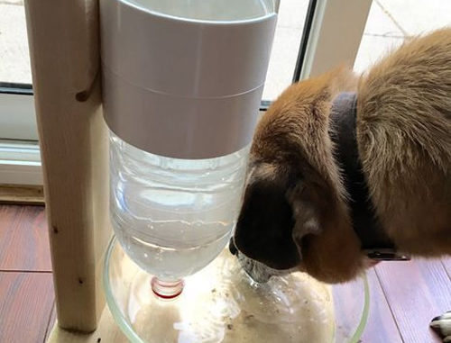 DIY Self Filling Dog Dish