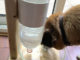 DIY Self Filling Dog Dish