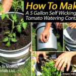 DIY Self Wicking Tomato Watering Container