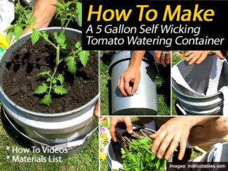 DIY Self Wicking Tomato Watering Container